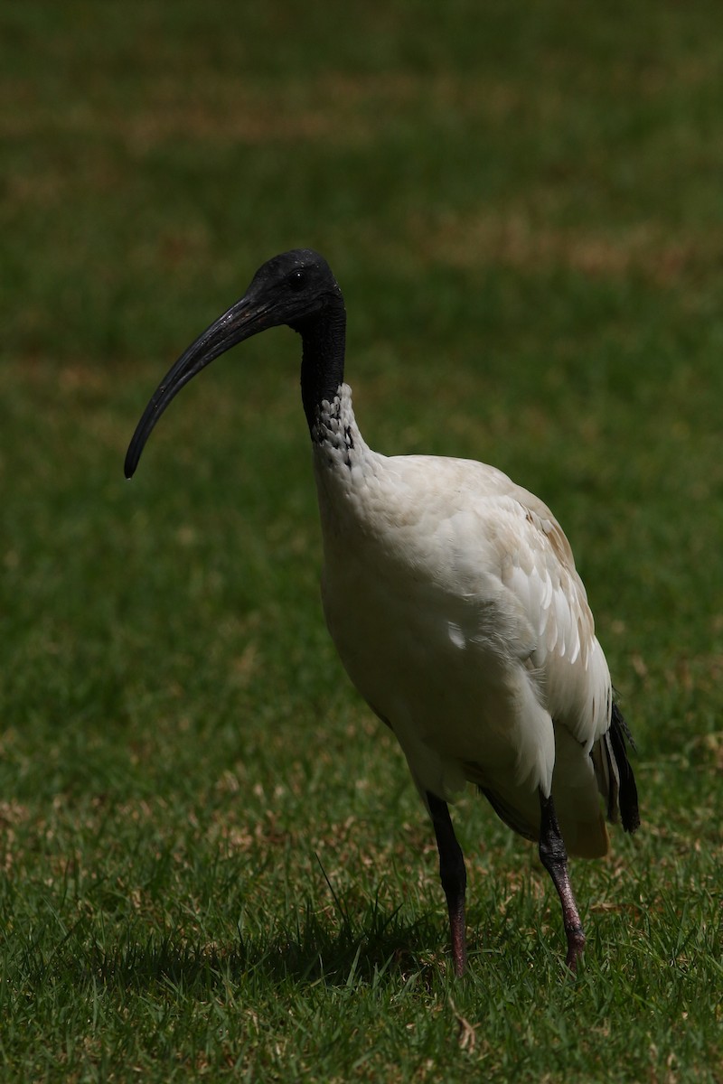 ibis australský - ML618150557