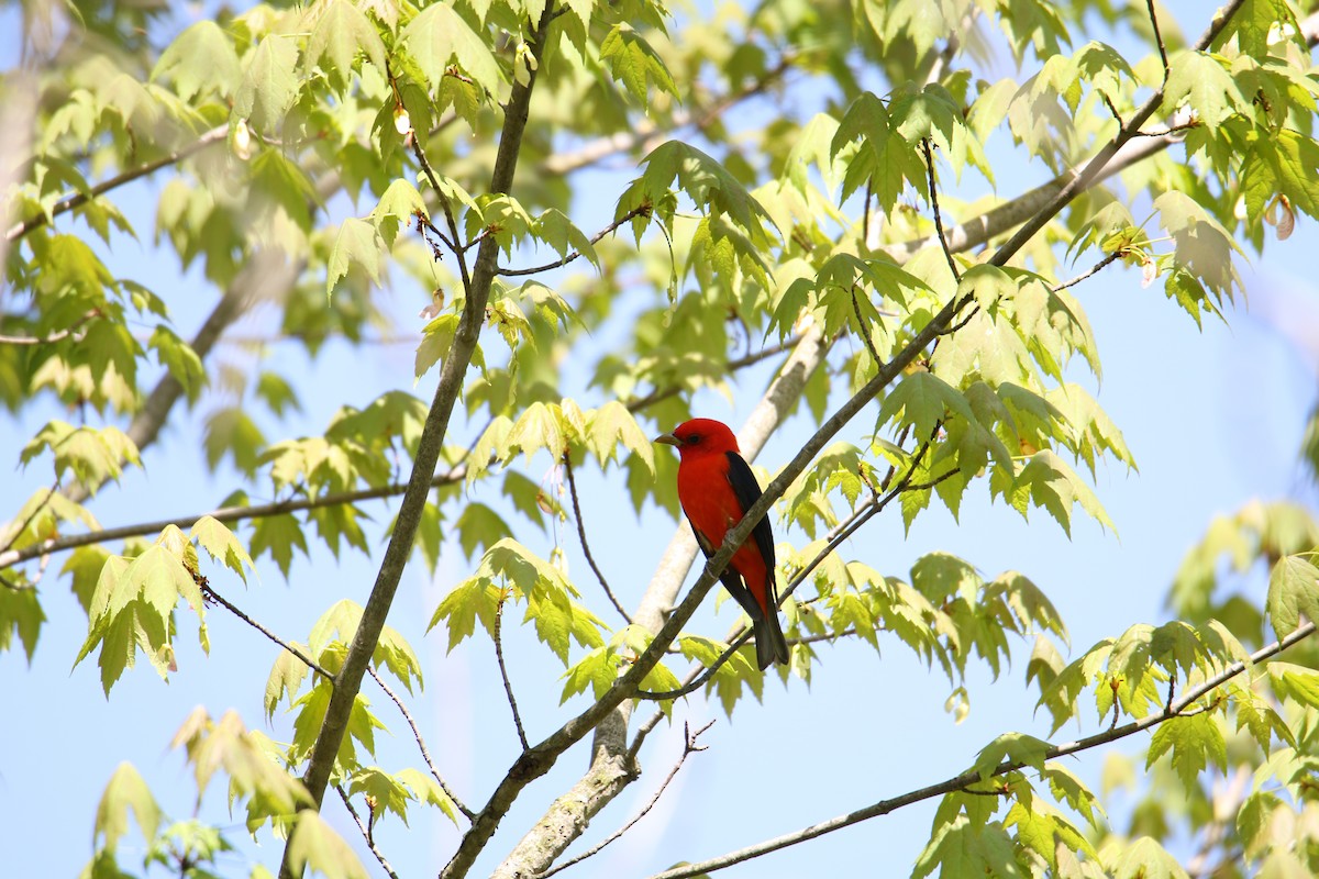 Scarlet Tanager - ML618150561