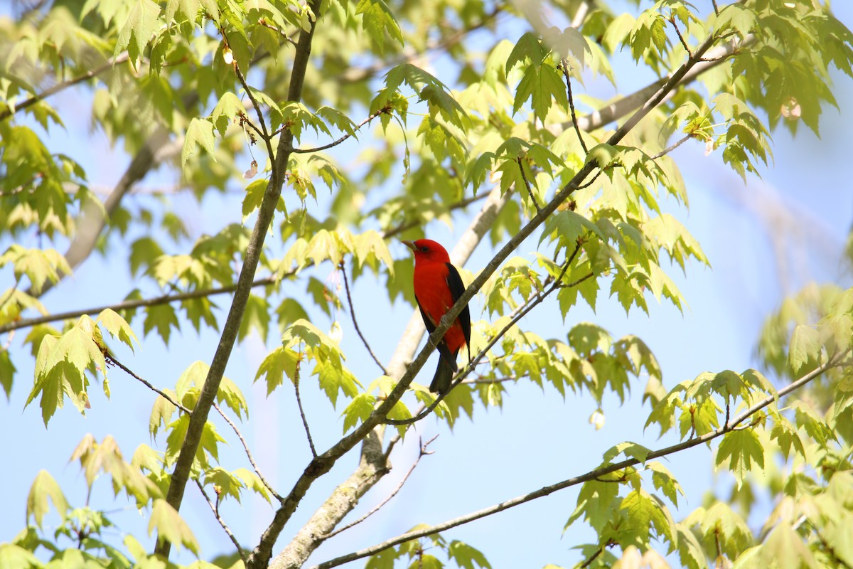Scarlet Tanager - ML618150562