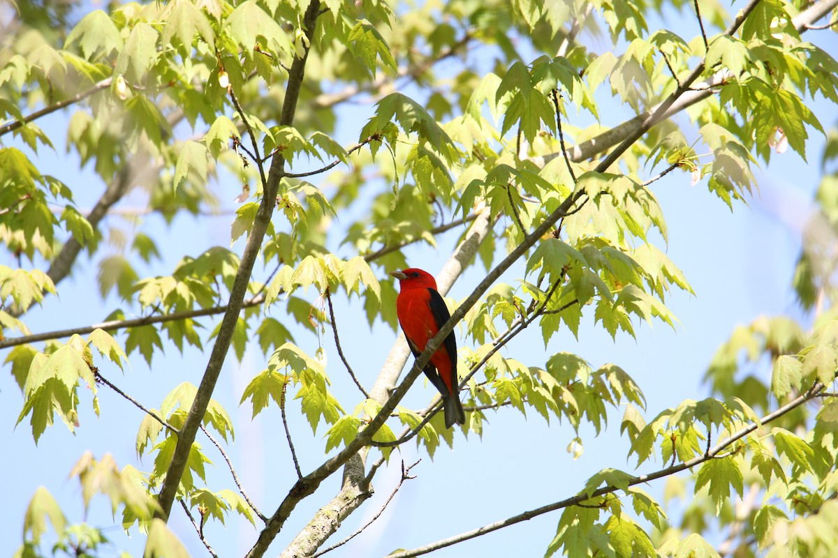 Scarlet Tanager - ML618150563