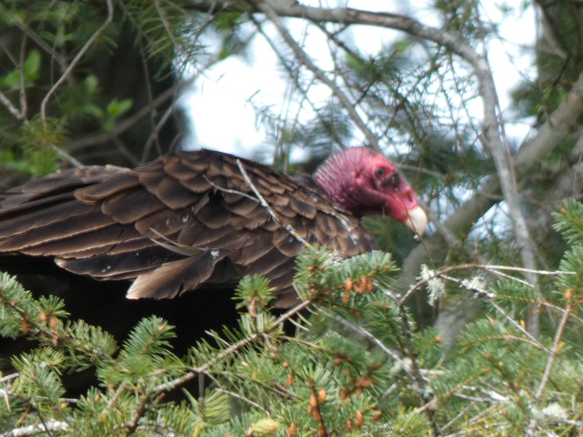 Turkey Vulture - Jannaca Chick