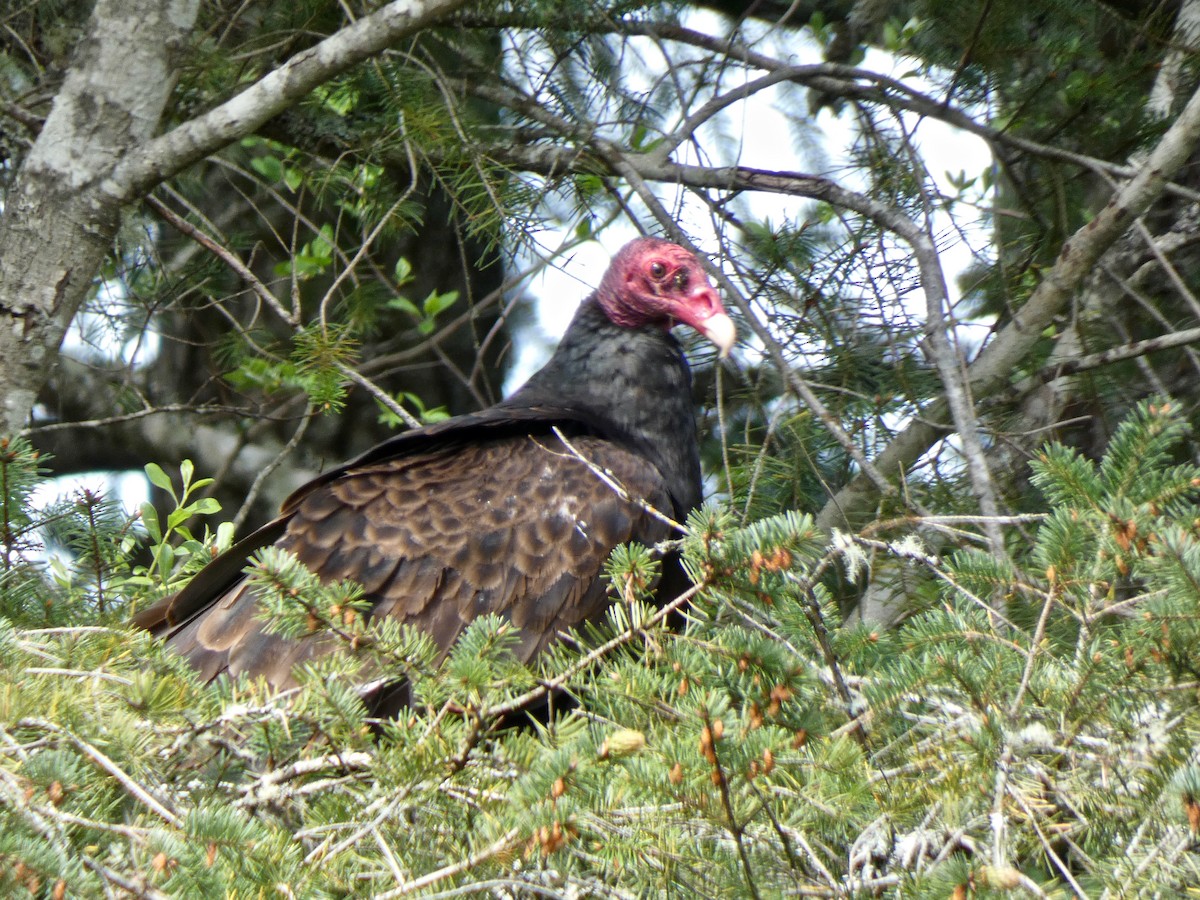 Turkey Vulture - Jannaca Chick