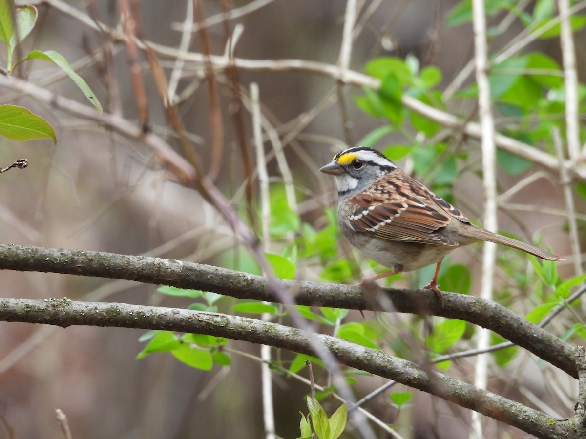 White-throated Sparrow - ML618150621