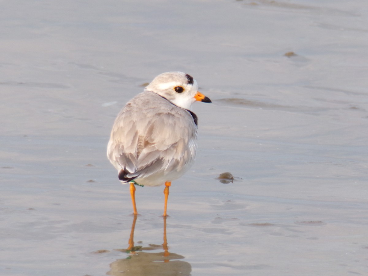 Piping Plover - ML618150623