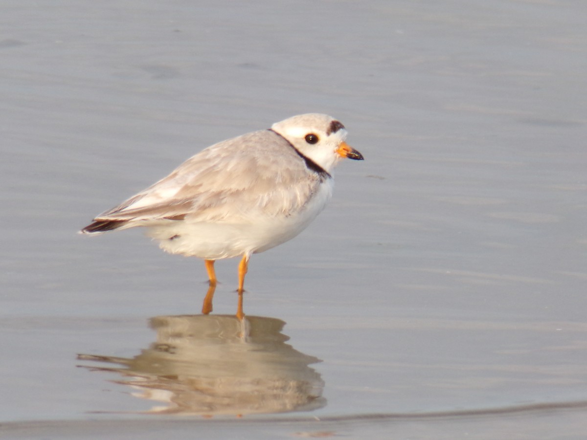Piping Plover - ML618150624