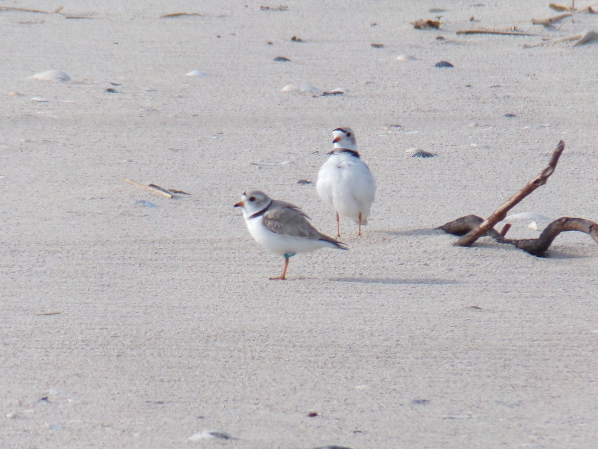 Piping Plover - ML618150625
