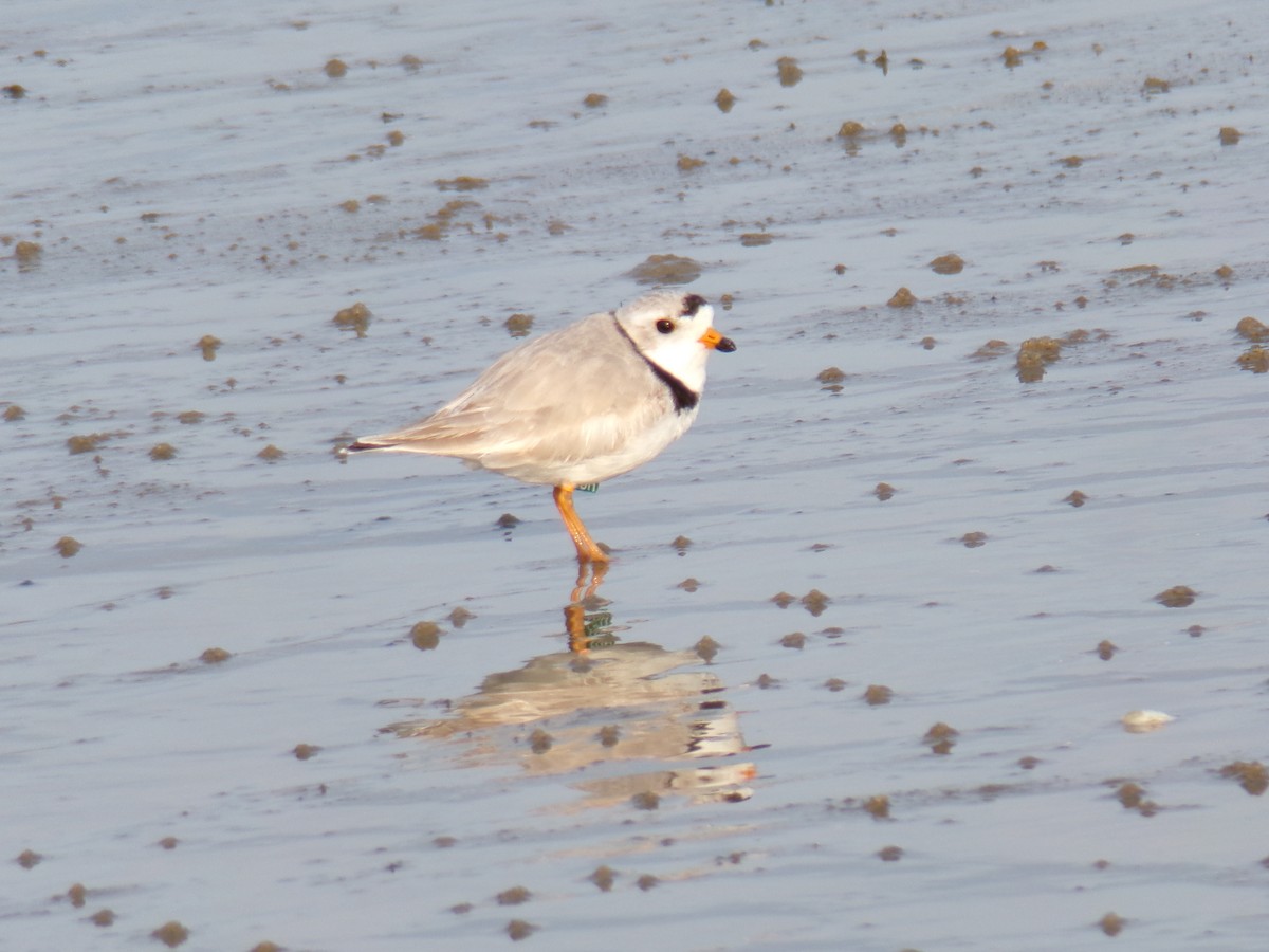 Piping Plover - ML618150626
