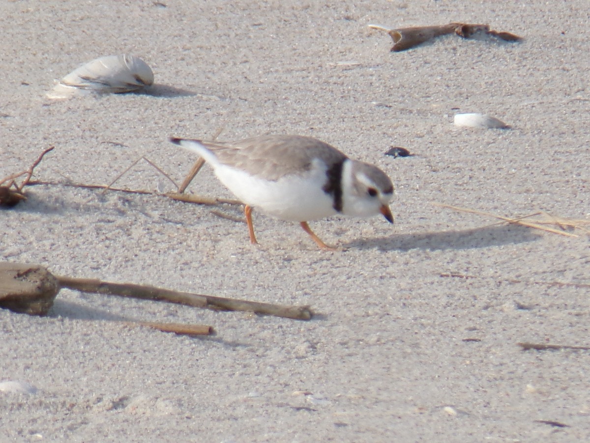 Piping Plover - ML618150629