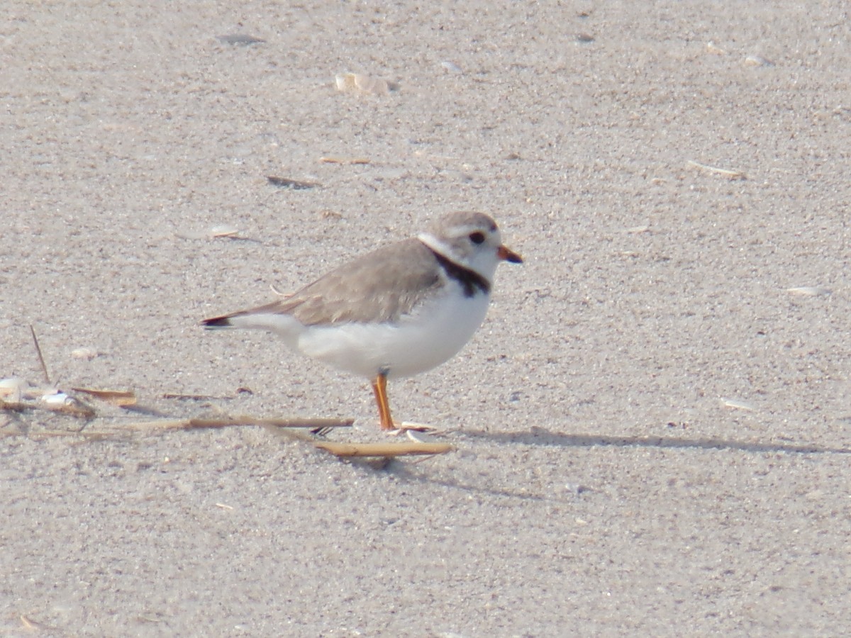 Piping Plover - ML618150630