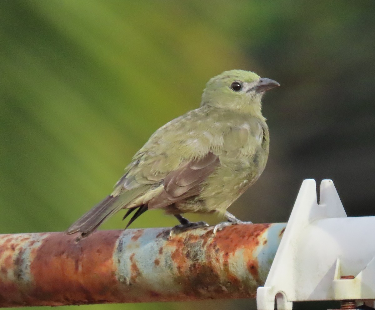 Palm Tanager - ML618150652
