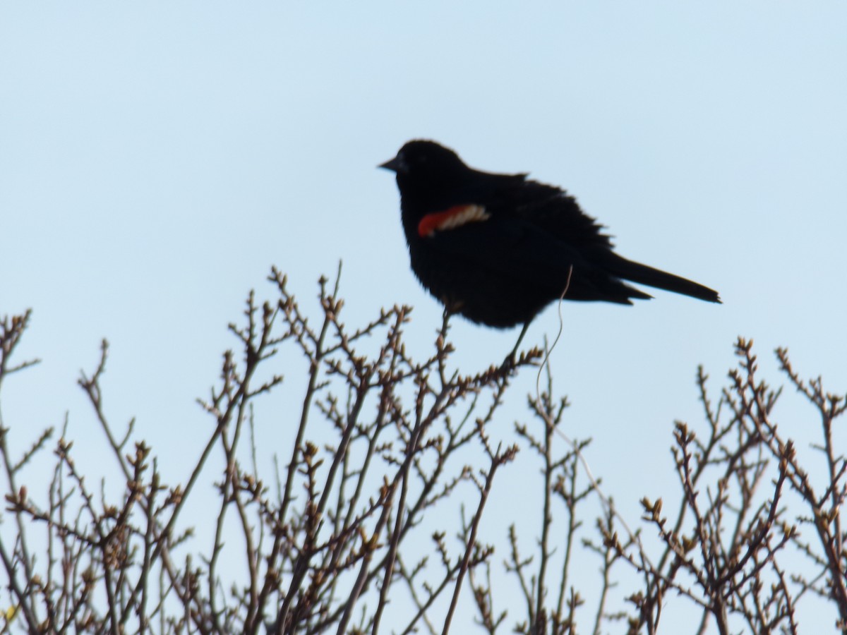 Red-winged Blackbird - ML618150678