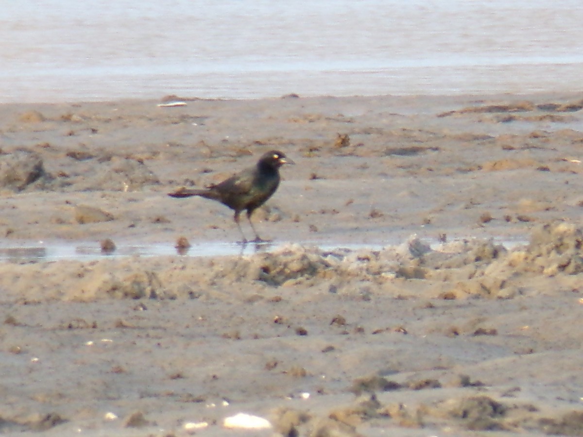 Boat-tailed Grackle - ML618150696