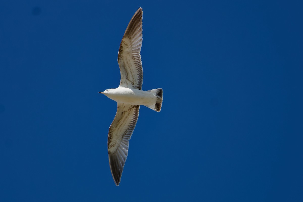 Common Gull - Jeffrey Leguit