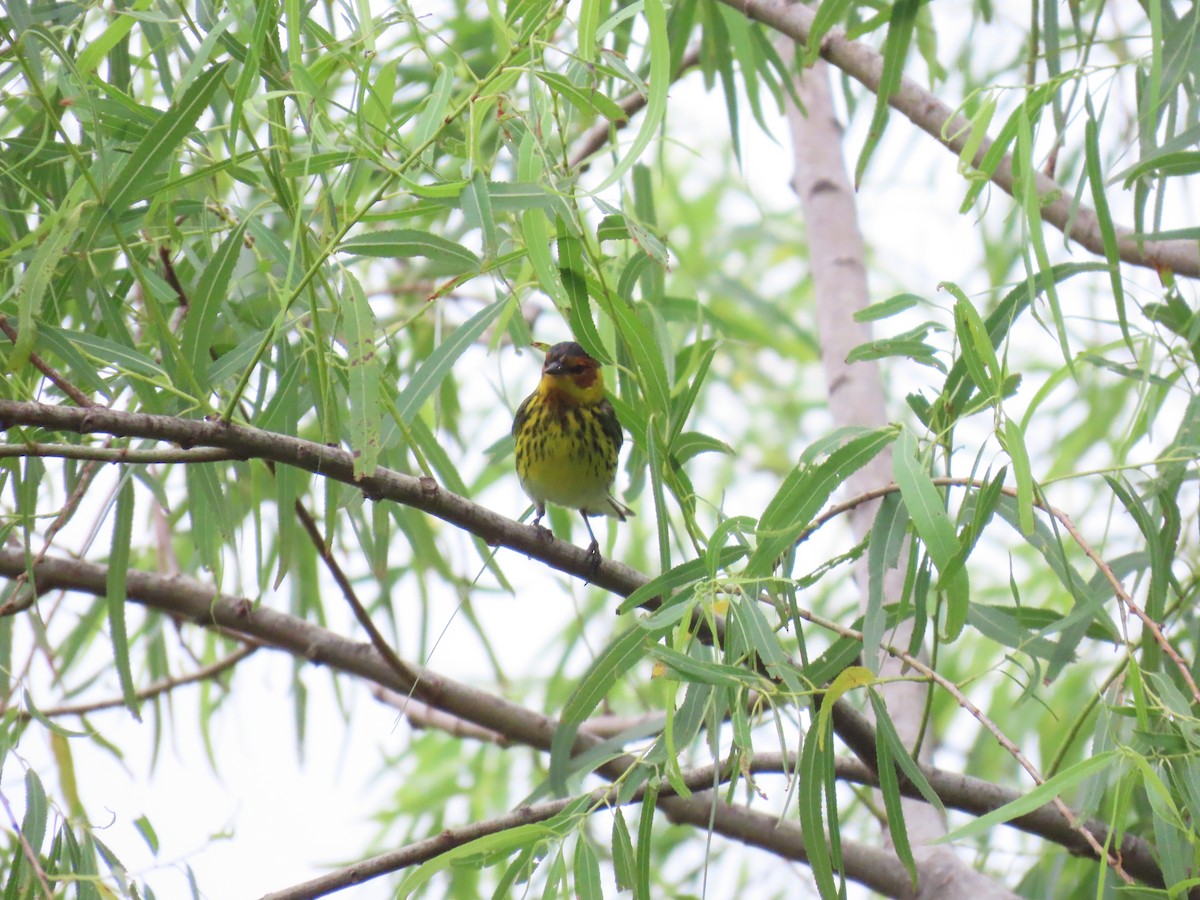 Cape May Warbler - ML618150742