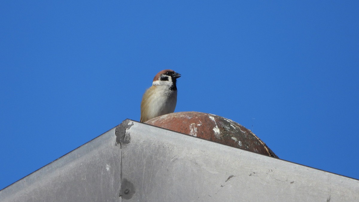 Eurasian Tree Sparrow - ML618150743