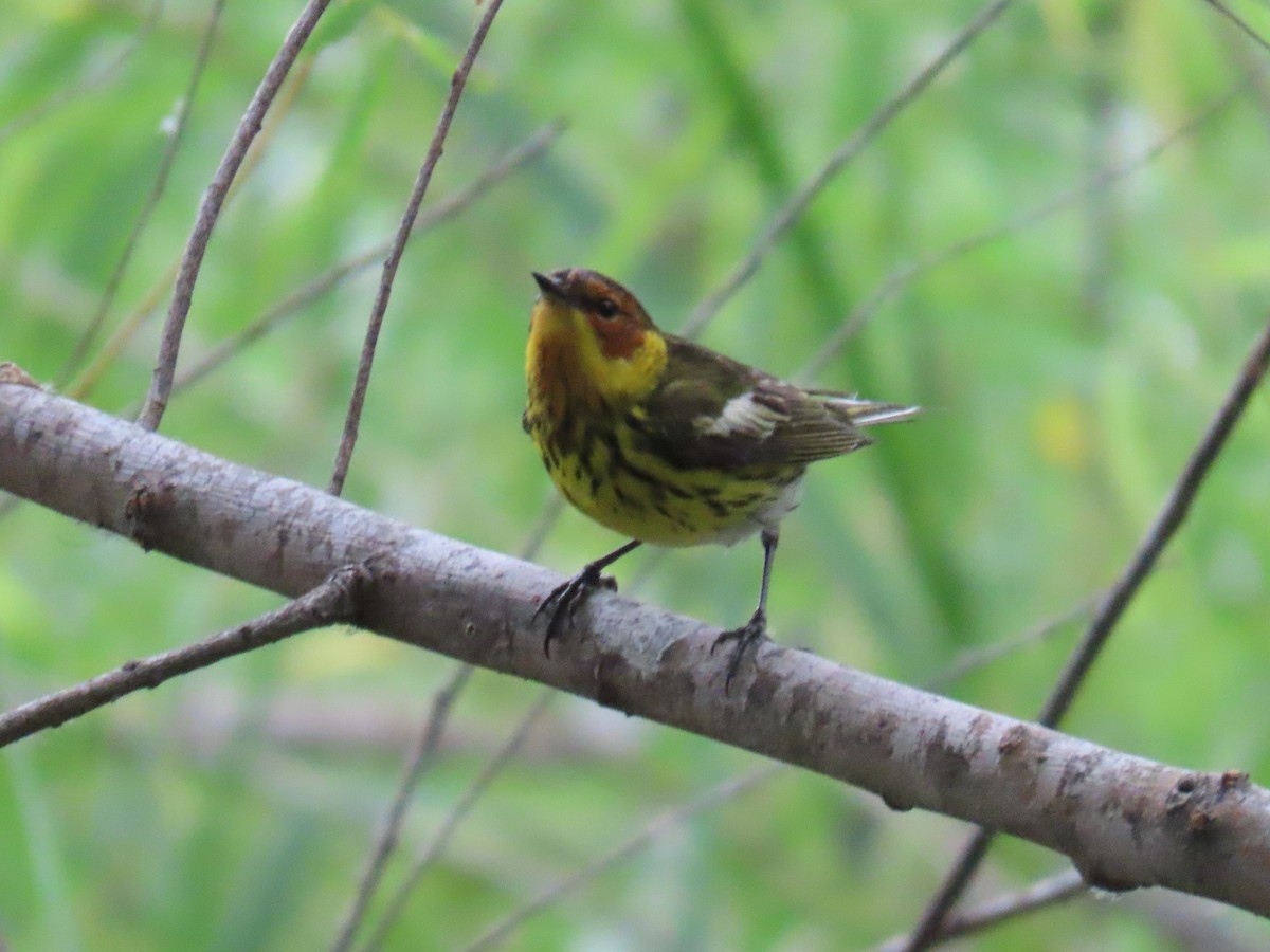 Cape May Warbler - ML618150746