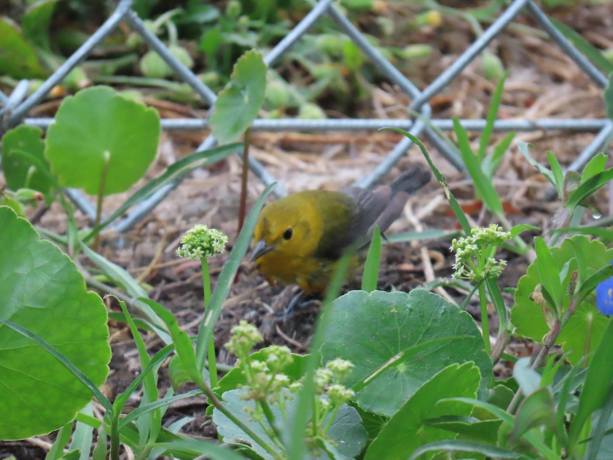 Prothonotary Warbler - ML618150756