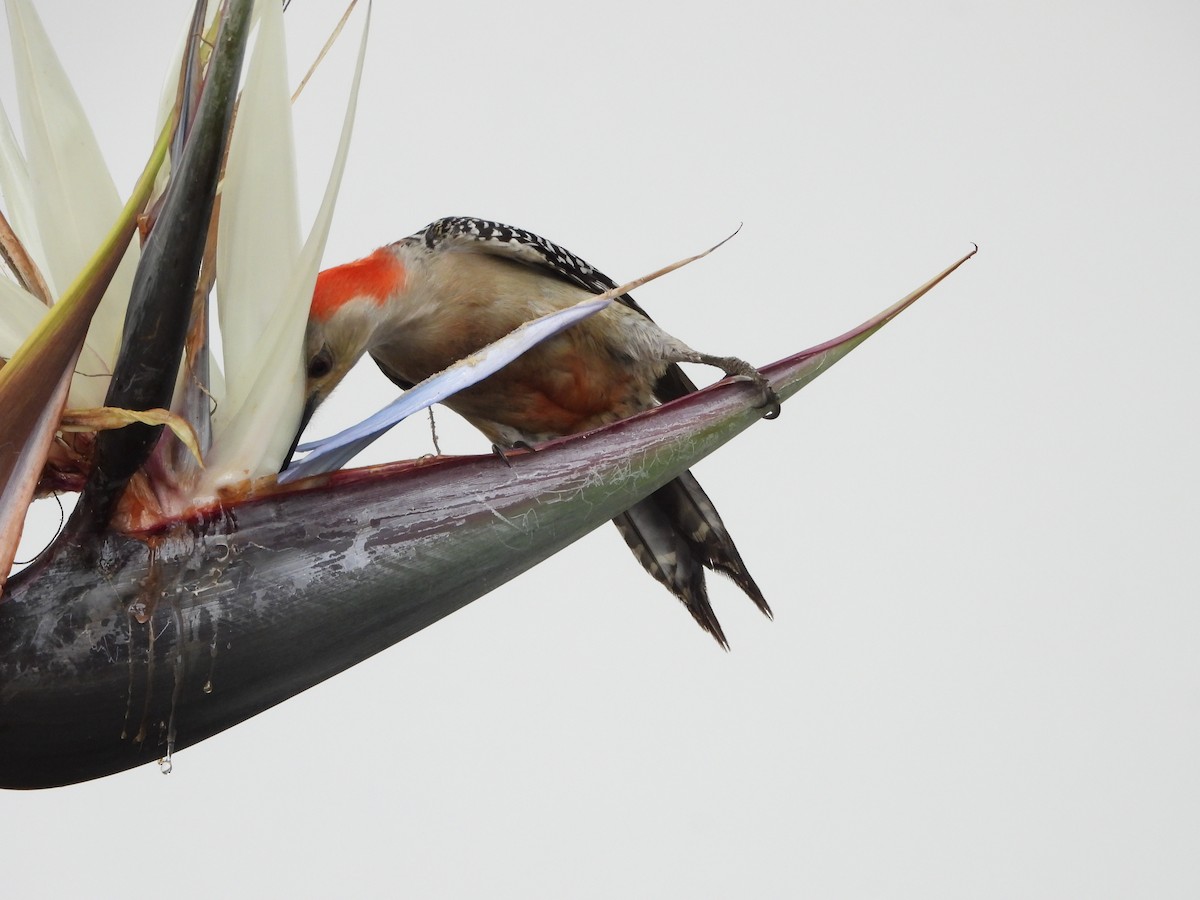 Red-bellied Woodpecker - Mark Penkower