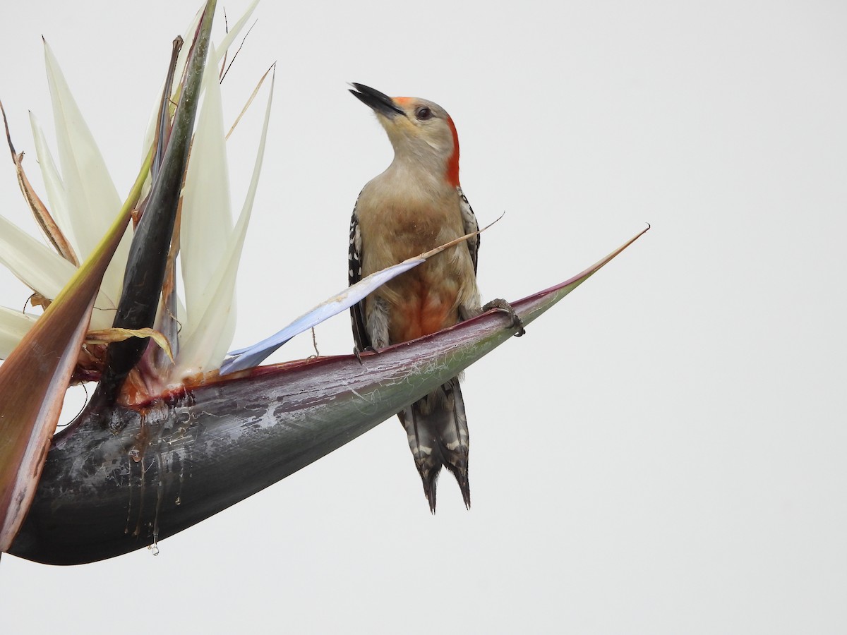 Red-bellied Woodpecker - Mark Penkower