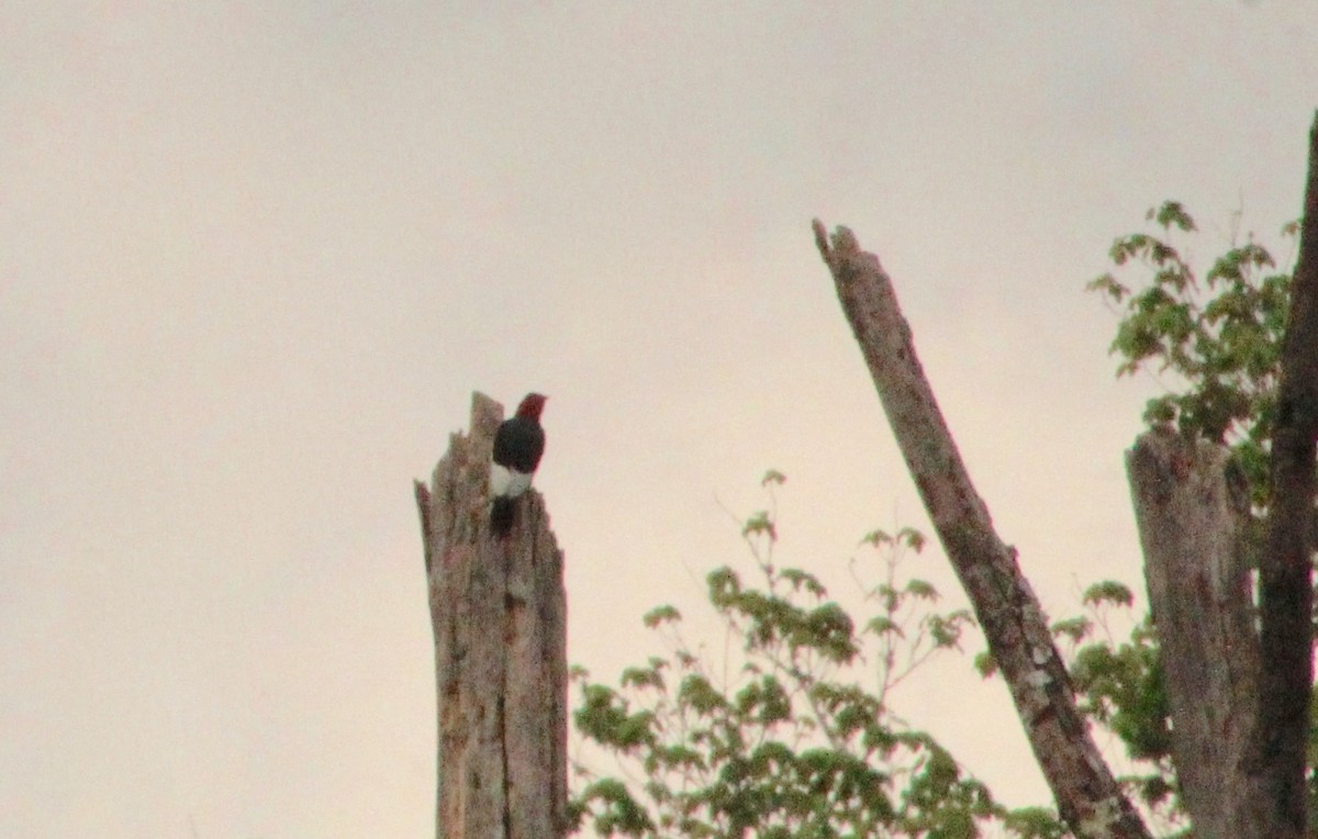 Red-headed Woodpecker - ML618150782