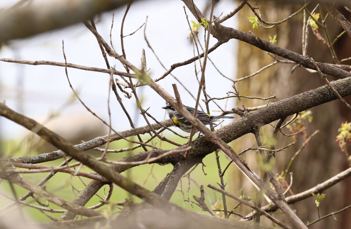 Yellow-rumped Warbler - Marie Provost