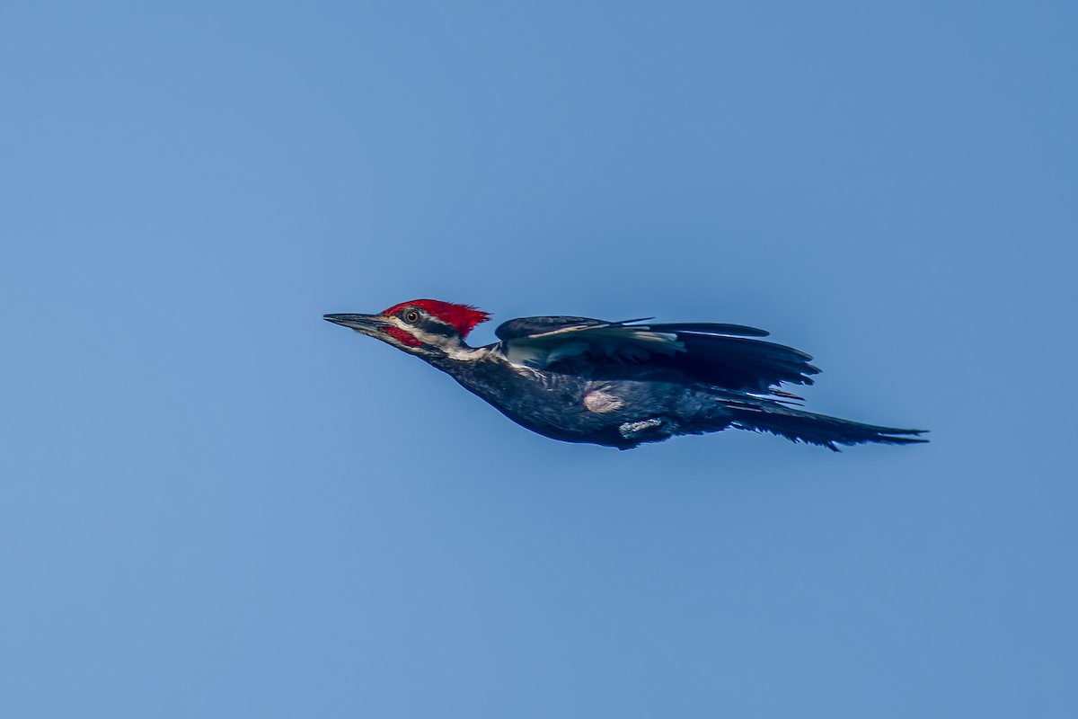 Pileated Woodpecker - Joseph Bartlett