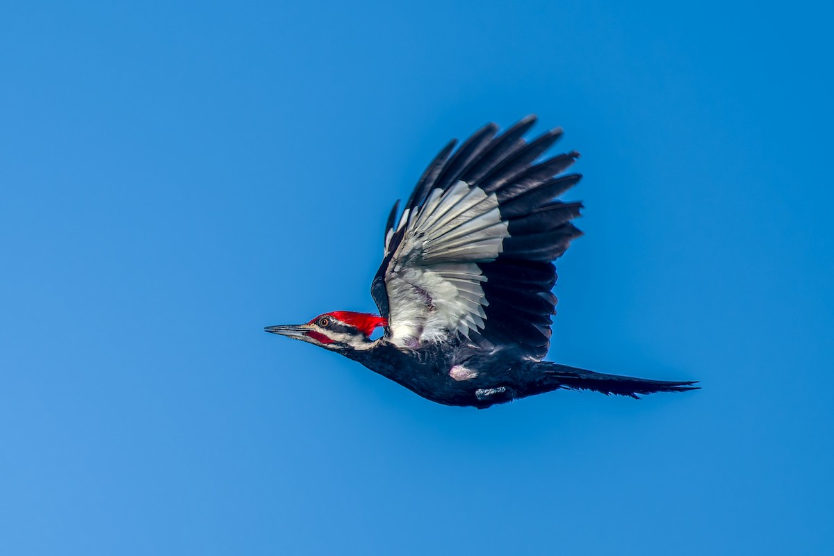 Pileated Woodpecker - ML618150800