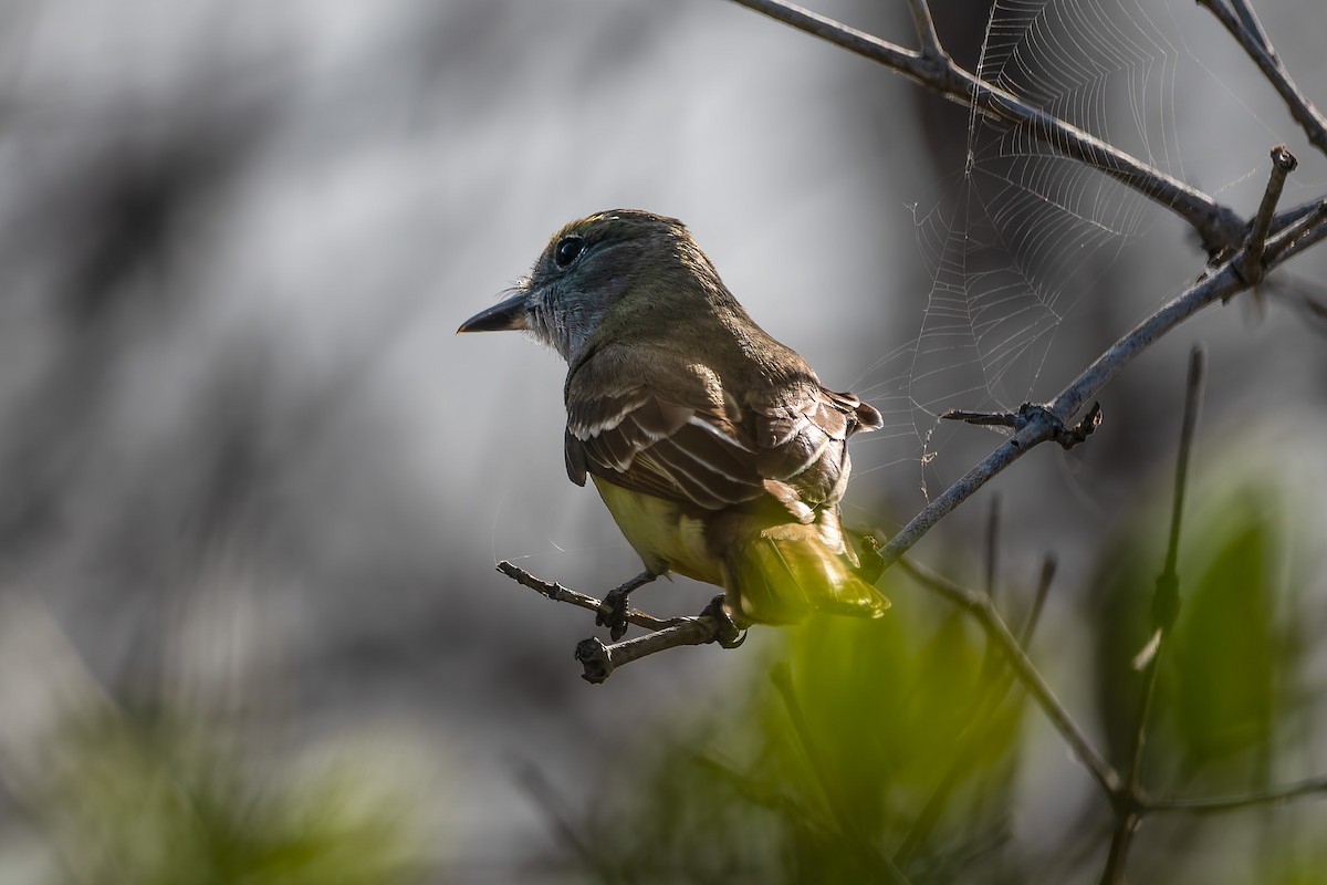 Great Crested Flycatcher - ML618150810