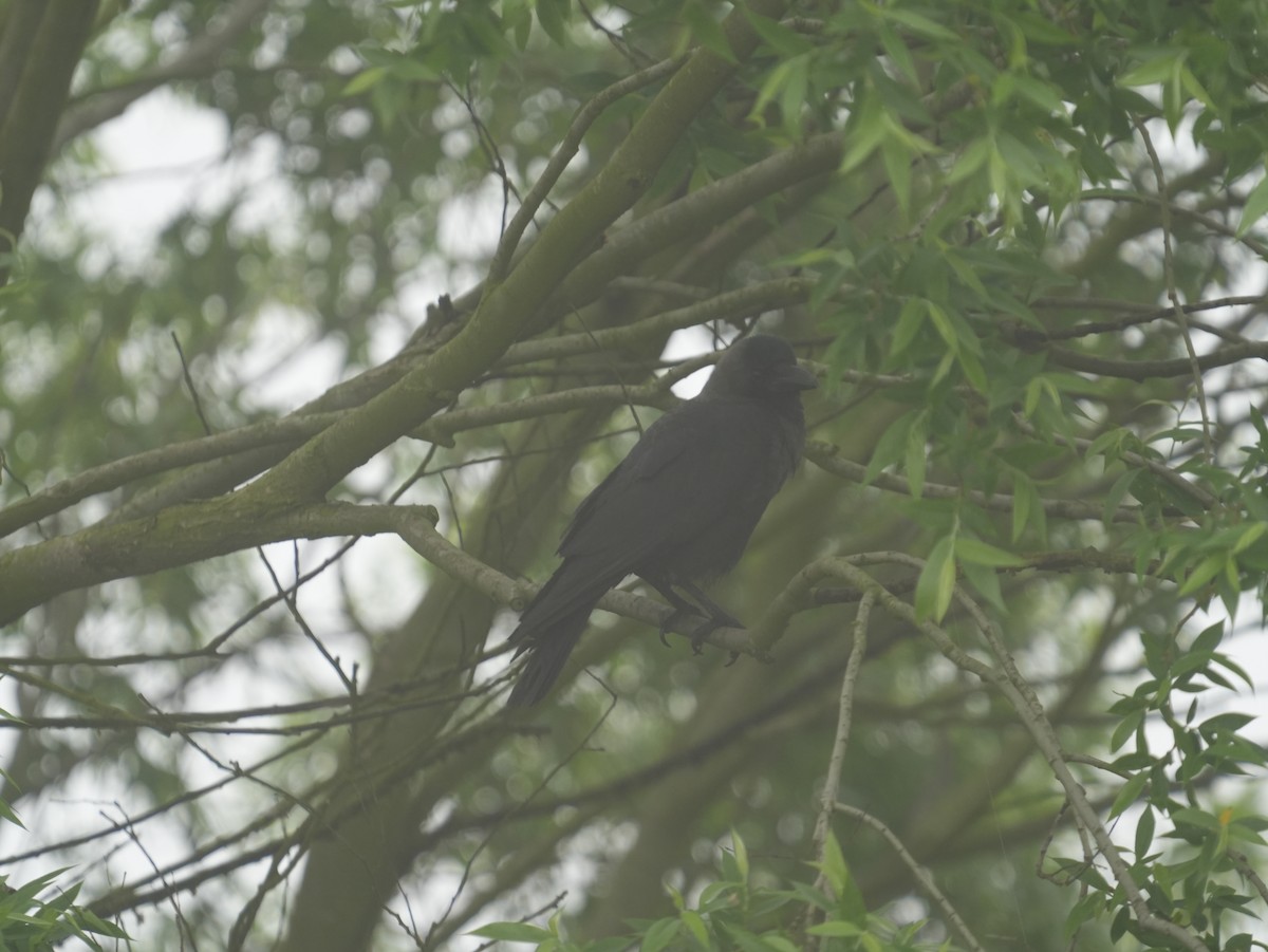 Large-billed Crow - ML618150811