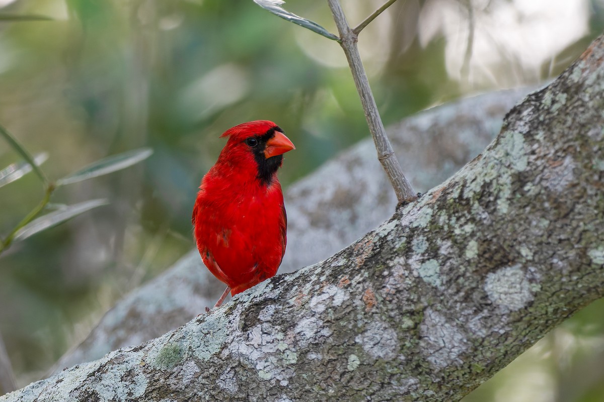 Cardinal rouge - ML618150812