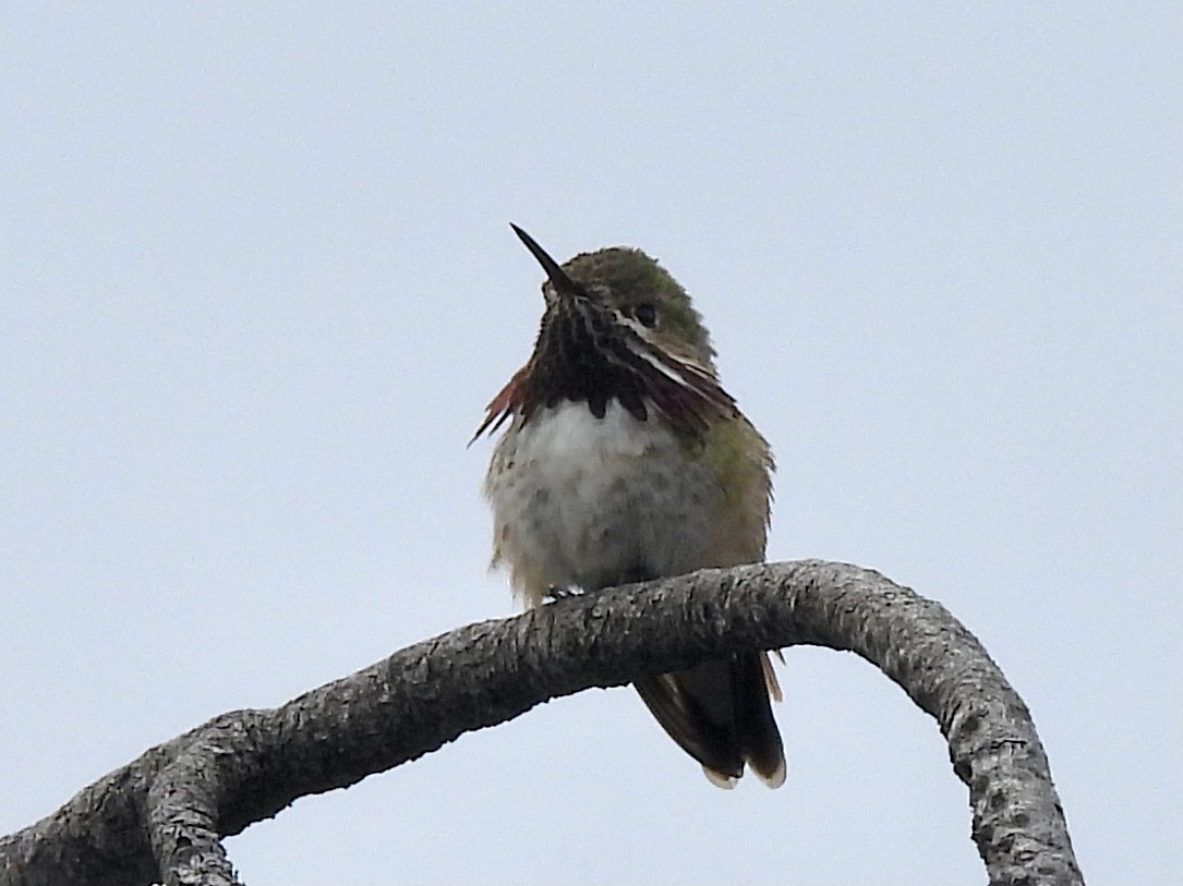 Calliope Hummingbird - ML618150827