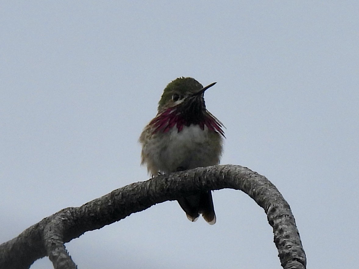 Calliope Hummingbird - ML618150828