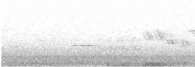 revespurv (megarhyncha gr.) (tykknebbrevespurv) - ML618150923