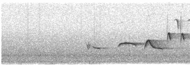 revespurv (megarhyncha gr.) (tykknebbrevespurv) - ML618150925