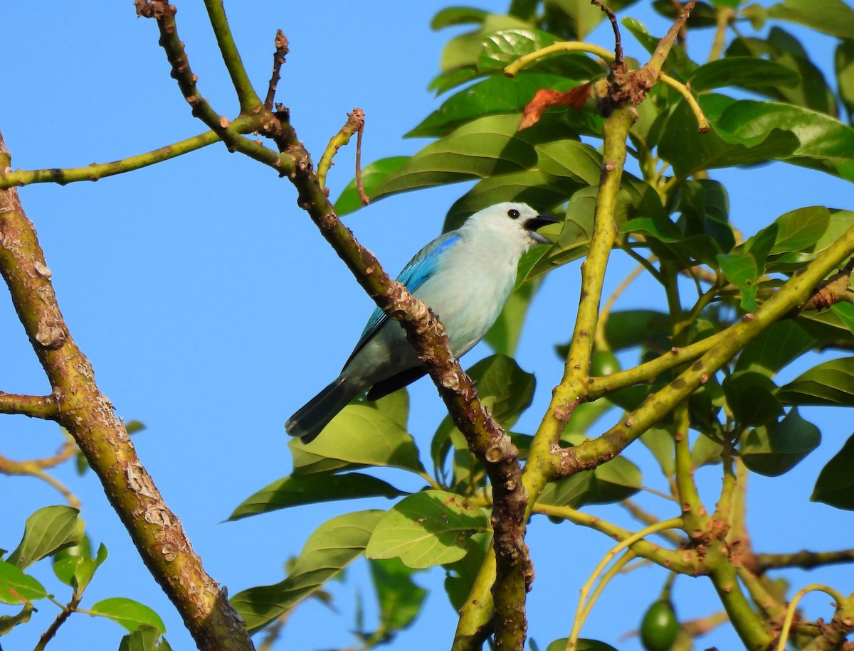 Blue-gray Tanager - ML618150926