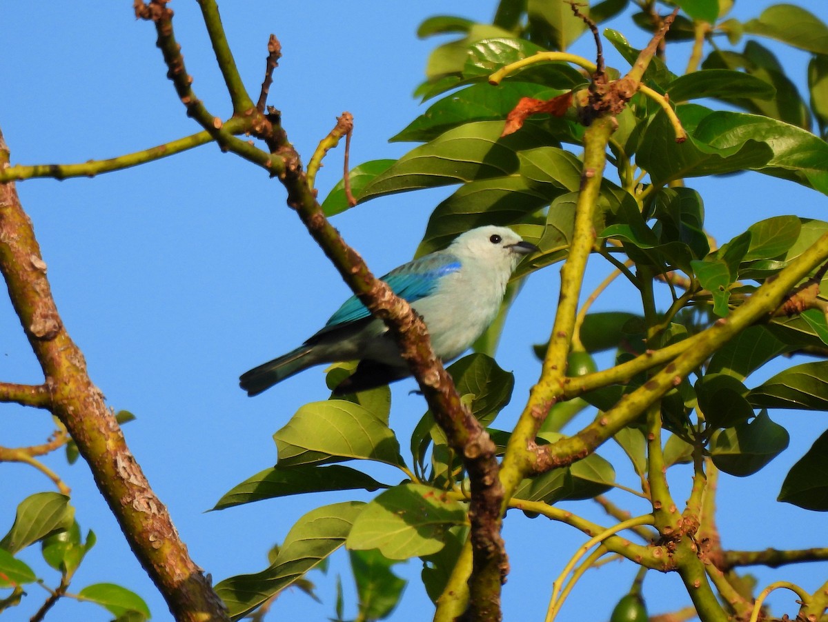 Blue-gray Tanager - ML618150927
