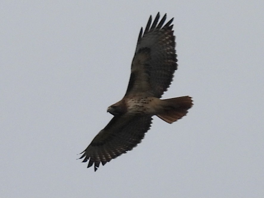 Red-tailed Hawk - ML618150940