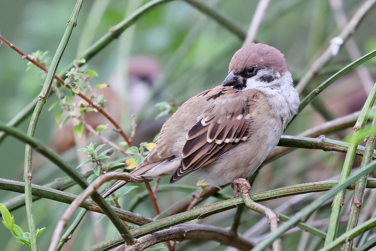 Eurasian Tree Sparrow - ML618150977