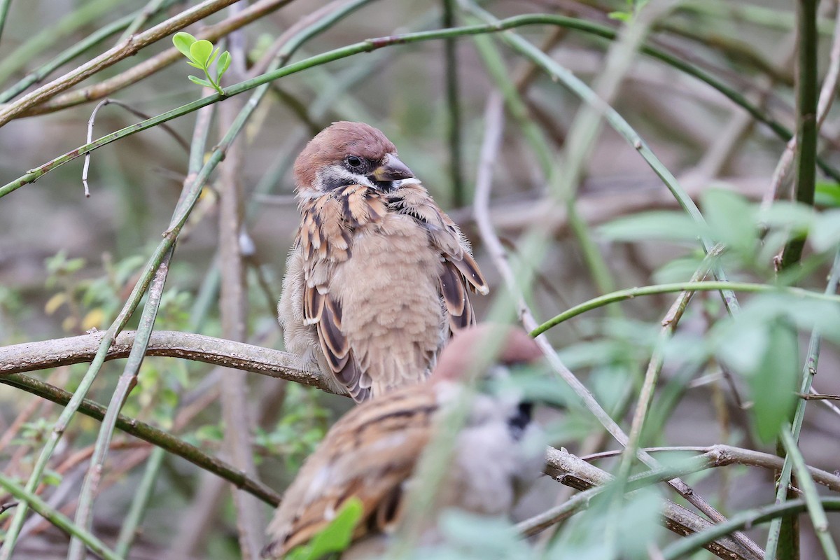 Eurasian Tree Sparrow - Chih-Wei(David) Lin