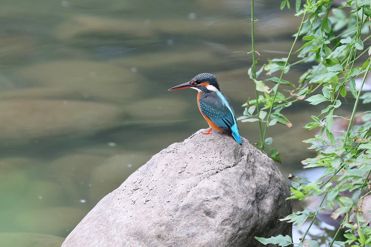 Common Kingfisher - Chih-Wei(David) Lin