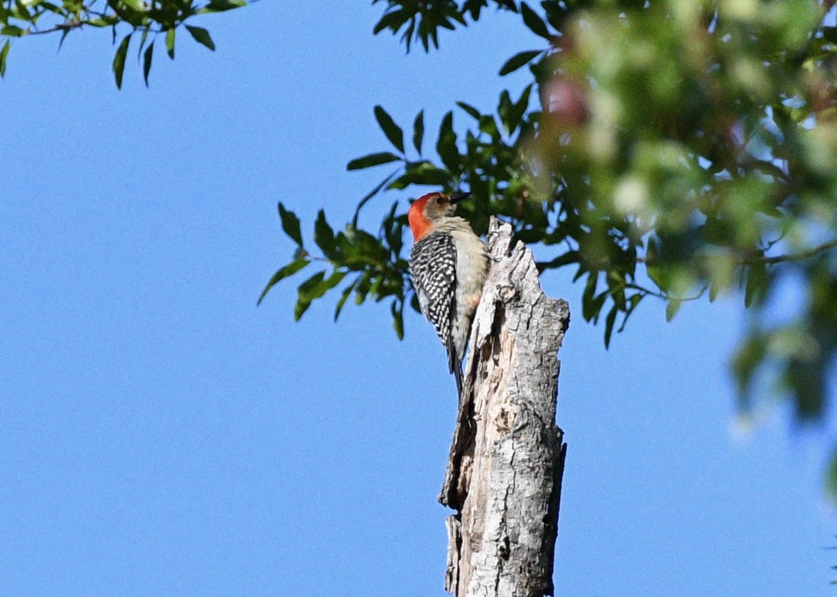 Red-bellied Woodpecker - Gregory Bozek