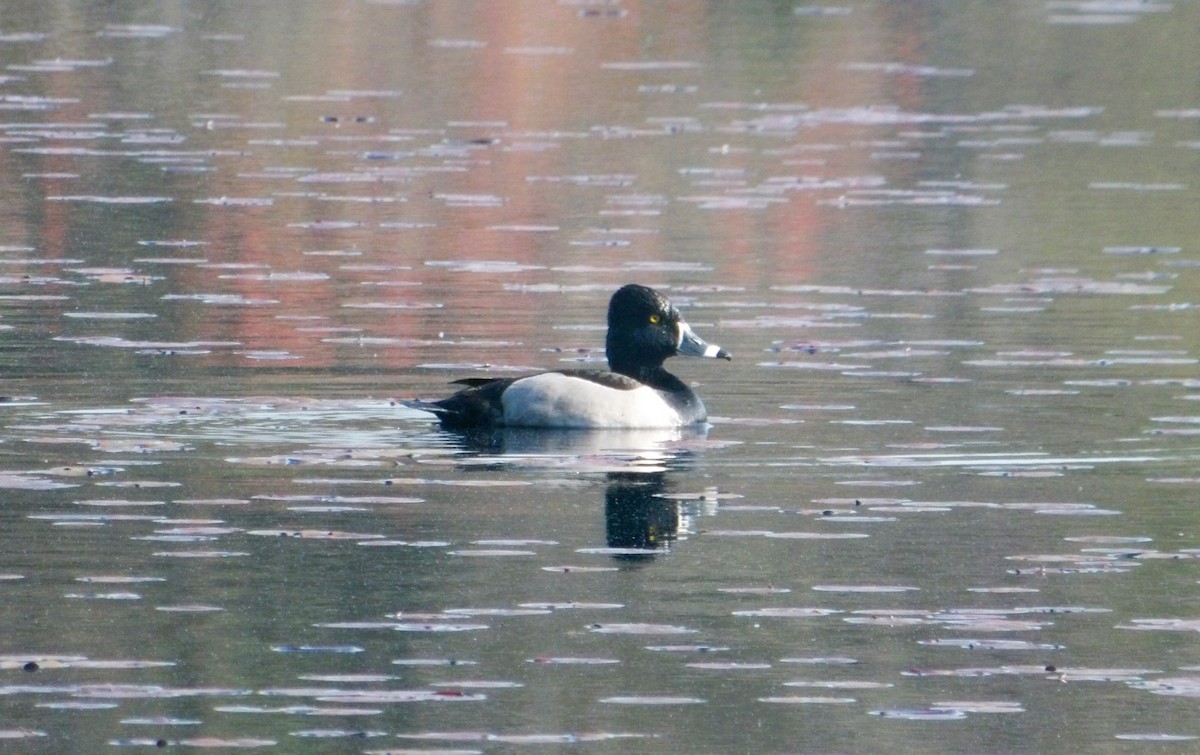 Ring-necked Duck - ML618151081