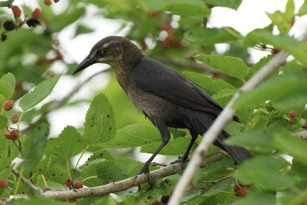 Great-tailed Grackle - ML618151084