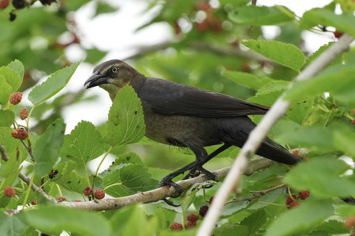 Great-tailed Grackle - ML618151085