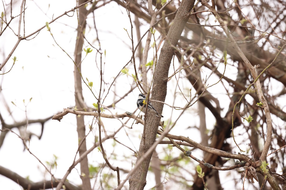Yellow-rumped Warbler - Marie Provost