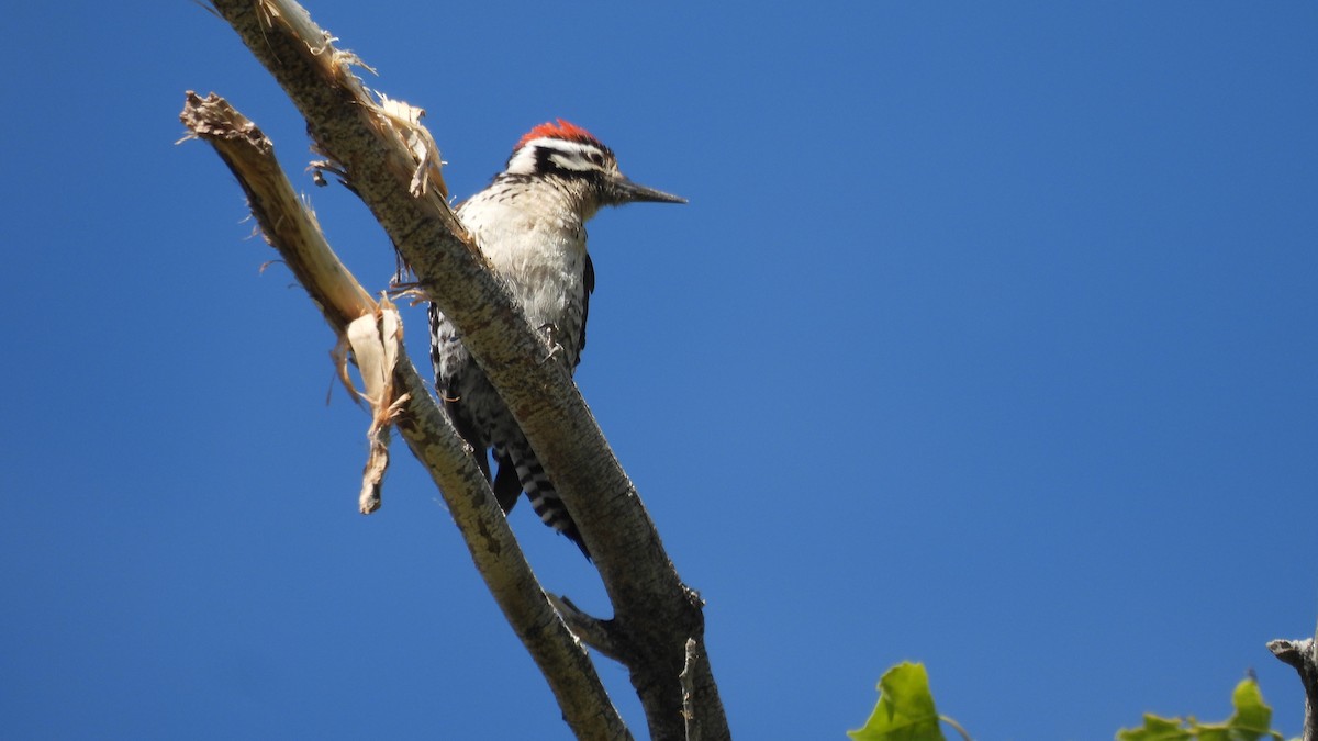Ladder-backed Woodpecker - Karen Evans