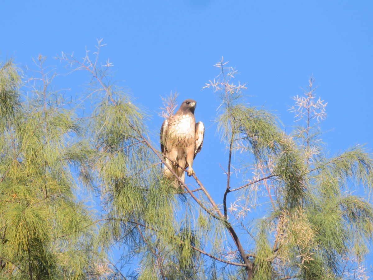 Red-tailed Hawk - ML618151191