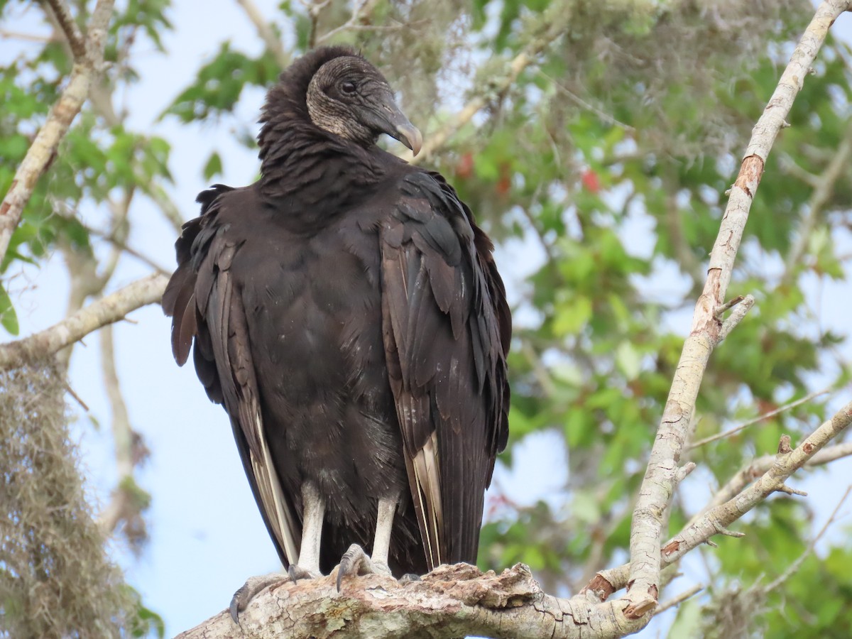 Black Vulture - ML618151201