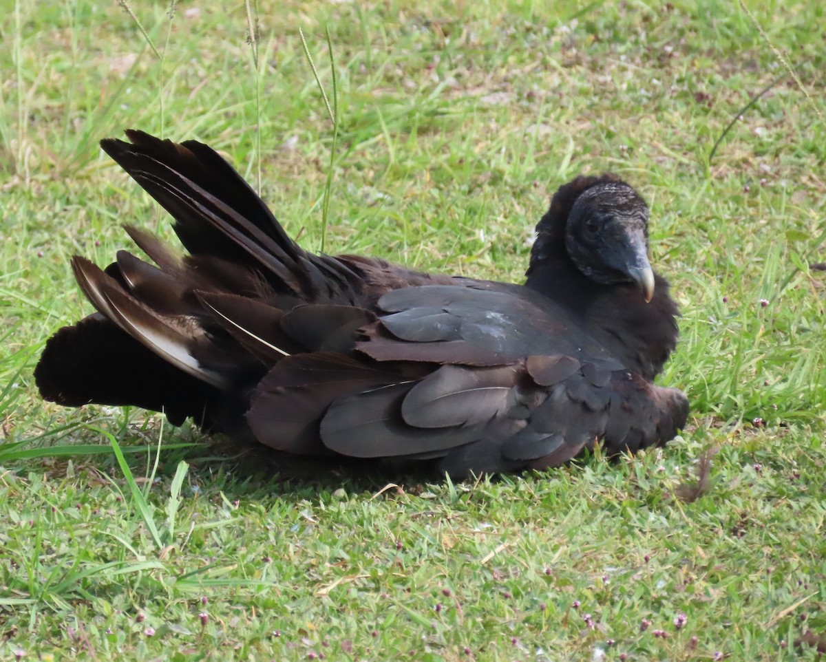Black Vulture - ML618151205