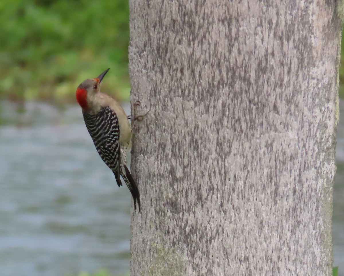 Red-bellied Woodpecker - Laurie Witkin